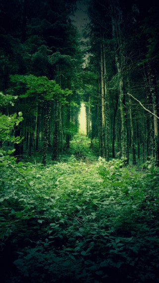 Forest path tall trees green - tall free wallpaper