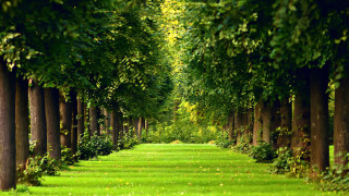Trees path park green grass 2 - a row of trees free wallpaper