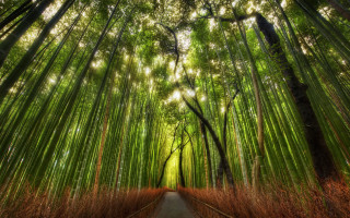 Bamboo forest path tall trees 3 - tall tree free wallpaper