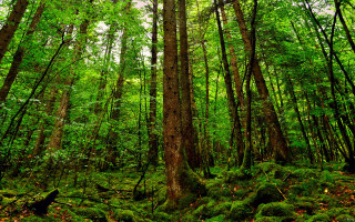 Forest green trees ferns mossy - free forest wallpaper
