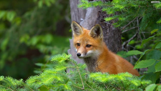 Fox woods looking distance tree - a fox free wallpaper