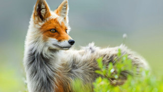 Red fox field grass looking - a red fox free wallpaper
