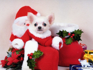 Small dog santa suit bag - cute free wallpaper for desktop