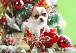 Small dog cup christmas decoration - a christmas decoration free wallpaper