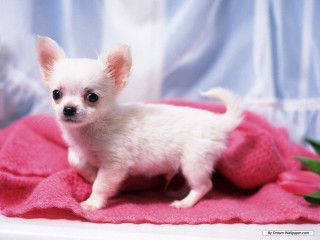 White chihuahua puppy flower blurry - its mouth free wallpaper