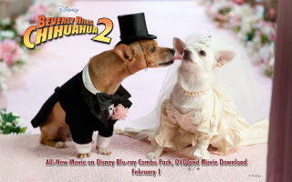Dog wedding dress tuxedo kiss - don bluth free wallpaper