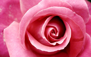 Pink rose black background white - a pink rose free wallpaper