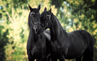 Black horses field grass trees - black free wallpaper for desktop