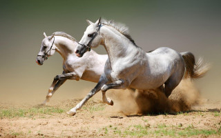 Two horses running dirt wild 4 - wild free wallpaper