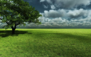 Lone tree grassy field cloudy 5 - a lone tree free wallpaper