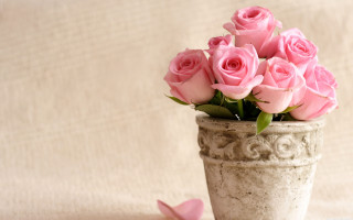Vase pink roses tablecloth butterfly - a white wall behind free wallpaper