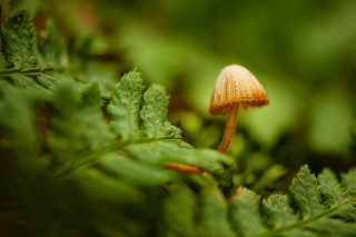 Small mushroom leafy plant forest - free nature wallpaper