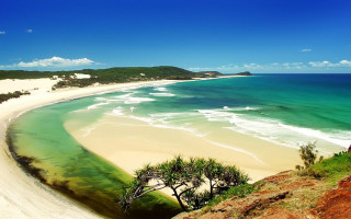 Beach sandy shore green tree - a green tree free wallpaper