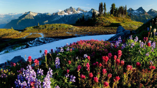 Mountain landscape flowers stream snow 2 - mountain in the background free wallpaper