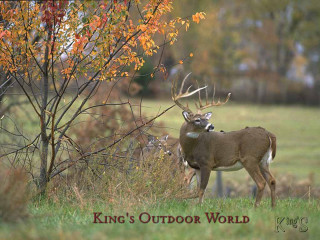 Deer field tree crown kings - a crown free wallpaper