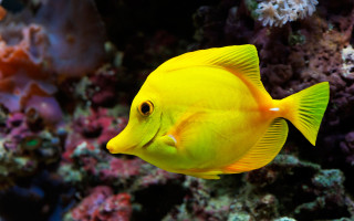 Yellow fish swimming coral reef 2 - a coral reef free wallpaper