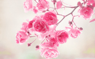 Pink flowers branch blurry background 2 - pink free wallpaper for desktop