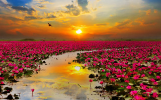 Flower field bird flying sunset - arthur pan free wallpaper
