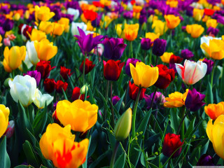 Colorful flowers field sky yellow - the middle of the field free wallpaper