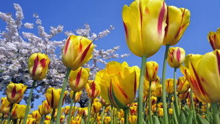 Yellow red tulips blue sky - a few white flower free wallpaper