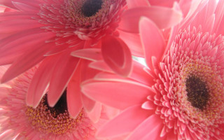 Pink flowers white background black - a white background free wallpaper
