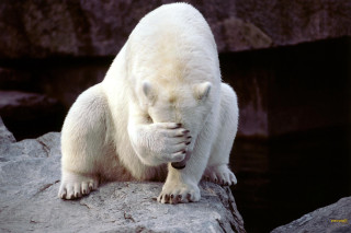 Polar bear rock rubbing face - a polar bear free wallpaper
