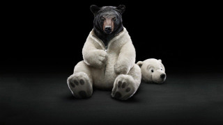 Stuffed bear paw head chest - its chest free wallpaper