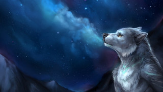 Wolf looking up stars mountain - night sky free wallpaper