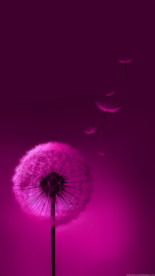 Dandelion flying seeds purple background - felipe seade free wallpaper