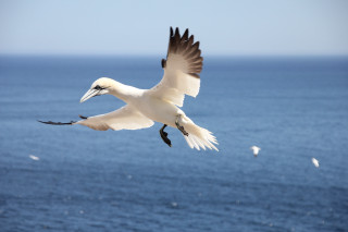 White bird flying ocean flock 2 - bird free wallpaper