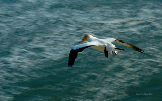 Bird flying ocean blurry background - over the ocean free wallpaper