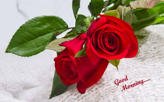 Red rose white towel good - a green leaf free wallpaper