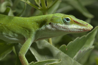 Green lizard leafy plant blue - animal free wallpaper