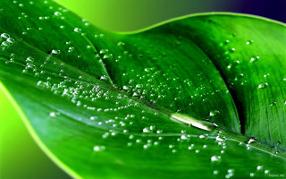 Green leaf water droplets blue 3 - leaves surface free wallpaper