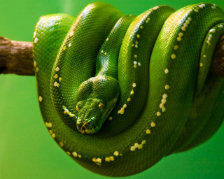 Green snake curled branch head 3 - apelle free wallpaper