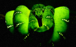Curled green snake cobra macro - a circle free wallpaper