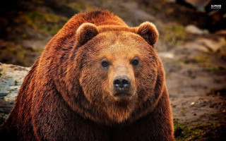 Brown bear dirt field forest 4 - top of a dirt field next free wallpaper