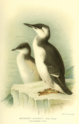 Two birds ice water sitting - the other free wallpaper