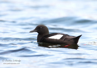 Black white duck red beak - bascove free wallpaper