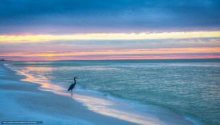 Bird beach sunset ocean boat - a bird free wallpaper for desktop