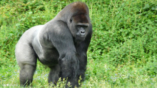 Gorilla field grass flowers bushes - alex petruk ape free wallpaper
