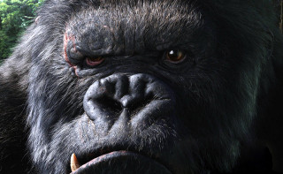 Gorilla big nose bush trees - alex petruk ape free wallpaper