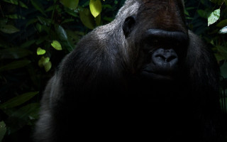 Gorilla forest trees leaves neck 2 - alex petruk ape free wallpaper
