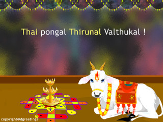 Cow crown banner thai pongal - aaa game free wallpaper