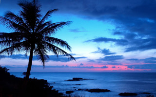 Palm tree silhouette sunset ocean 4 - against a sunset over the ocean free wallpaper