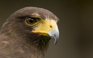 Bird prey yellow beak brown 5 - prey free wallpaper