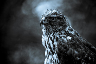 Black white bird prey looking - photo of a bird free wallpaper