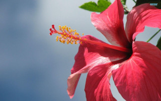 Pink flower green leaf blue - araceli gilbert free wallpaper