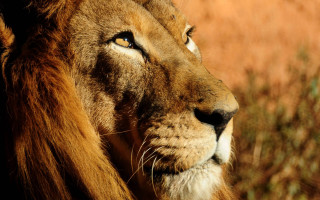 Lion closeup grassy background brown - naturalism free wallpaper