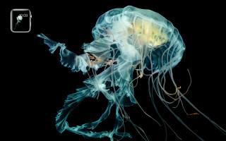 Jellyfish swimming water head turned - bioluminescence free wallpaper